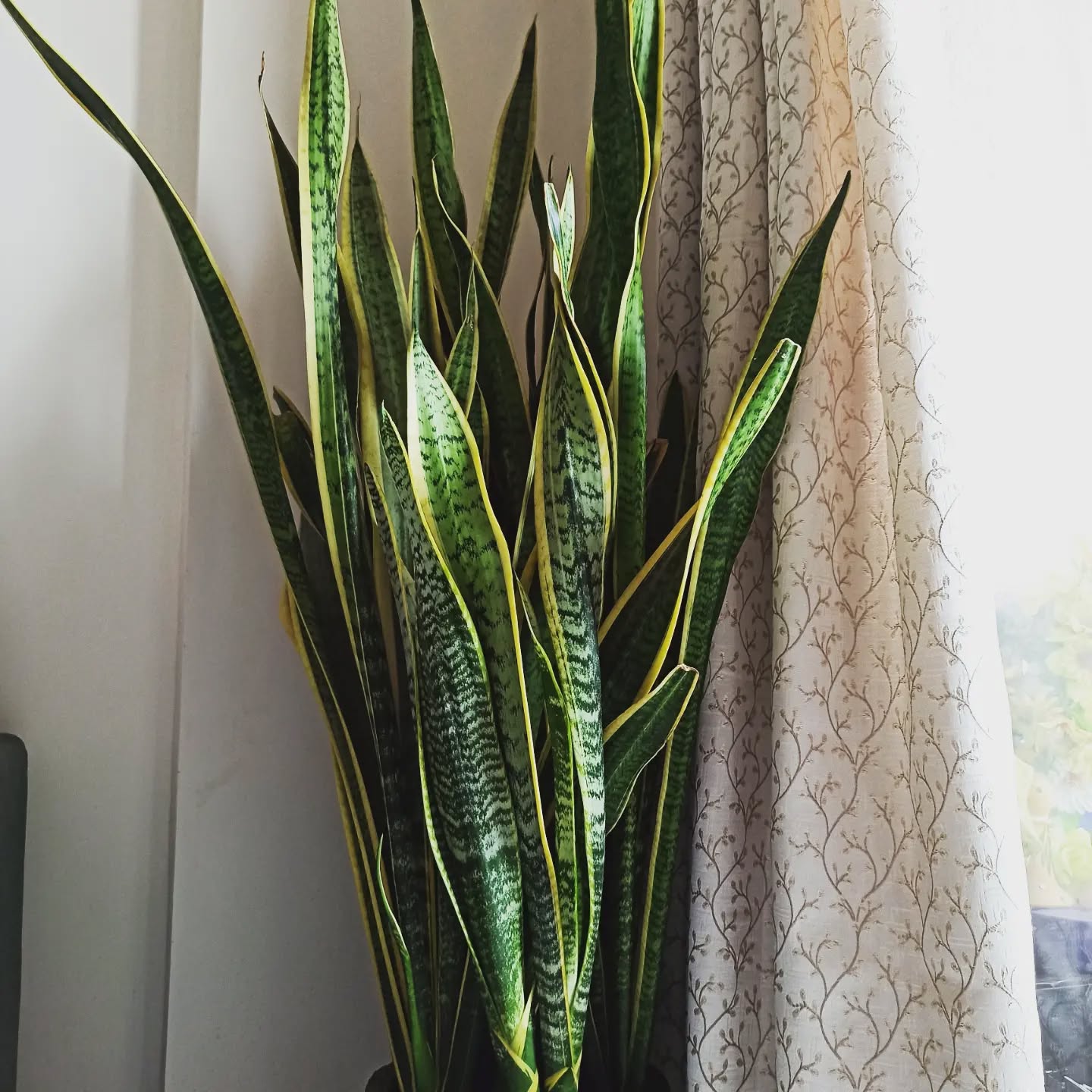 Rivanta,  vanmahostav, greenrivanta