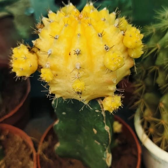 Rivanta,  vanmahotsav, greenrivanta, cactuslover, yellow, orange, plantsaremystressbusters, houseplantsofinstagram