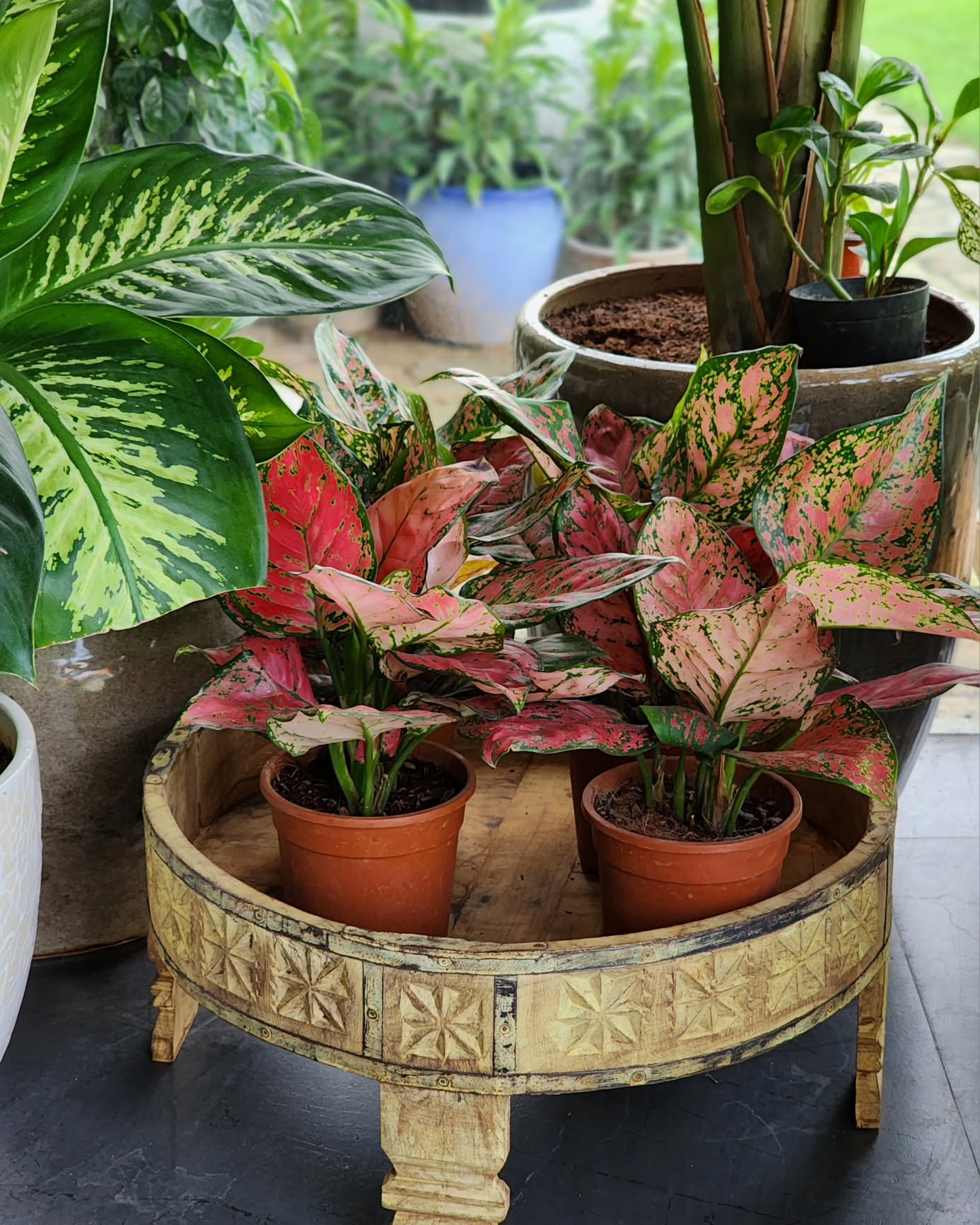 Rivanta,  plants, plantsofinstagram, houseplants, plantsmakepeoplehappy, indoorplants, plantstrong, poweredbyplants, plantstagram, houseplantsofinstagram, instaplants, plantsarefriends, iloveplants, plantsmakemehappy, livingwithplants, plantsplantsplants, airplants, plantstyling, tropicalplants, plantslover, loveplants, ihavethisthingwithplants, pottedplants, aquaticplants, greenplants, plantsagram, homeplants, vanmahotsav, greenrivanta