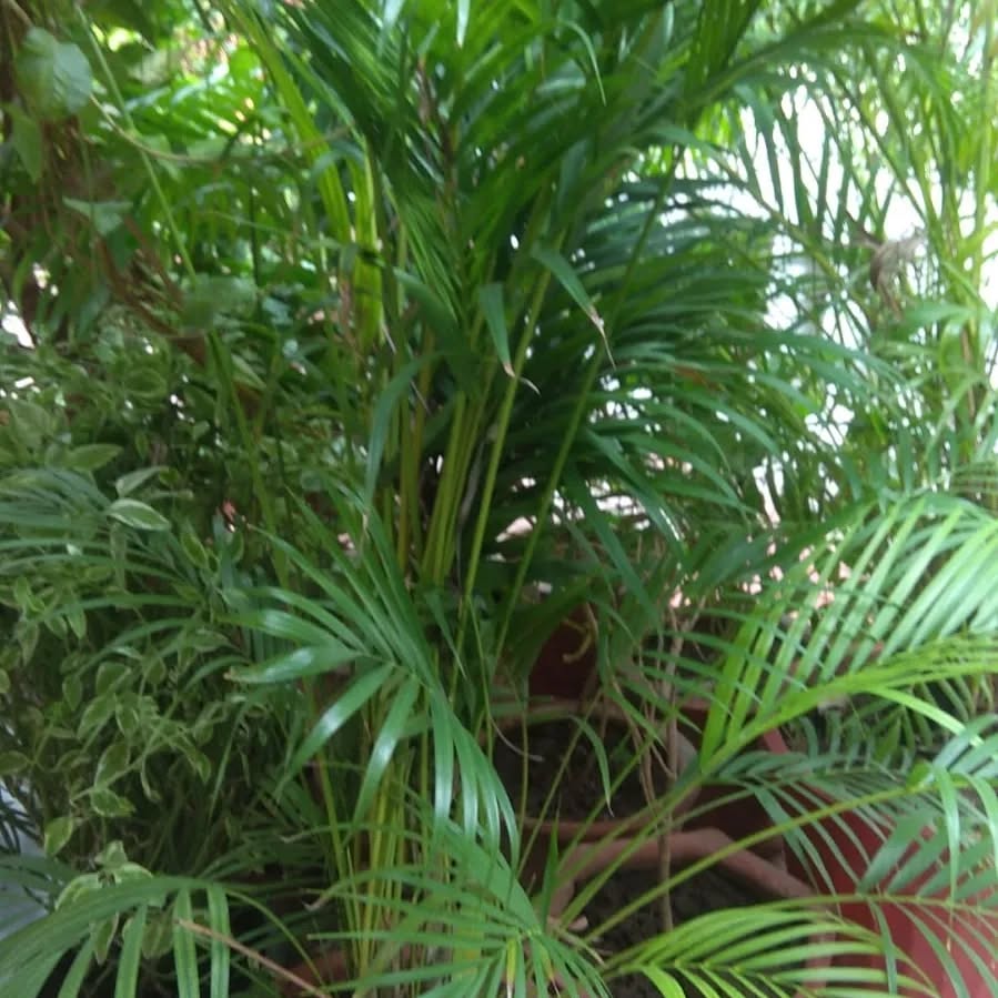 Rivanta,  vanmahotsav, greenrivanta, contestalert, ferns, moneyplant, snakeplant, lemons, banana, fruitplants, floweringplants